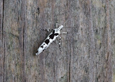 Top view of the one above showing why it is sometimes called the 'Playboy Bunny Moth'