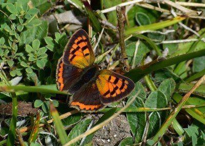 Small Copper - Osmington 04.09.2019