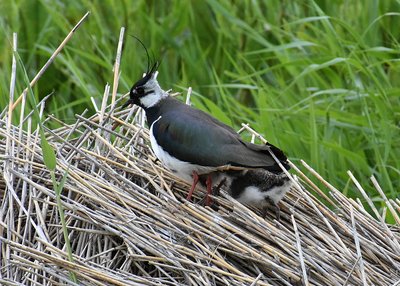 Lapwing and chicks - Leighton Moss 11.06.2019