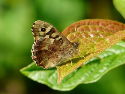 Speckled Wood male - Coverdale 09.05.2017
