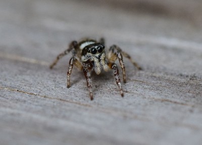 Zebra Spider - Coverdale 26.05.2020