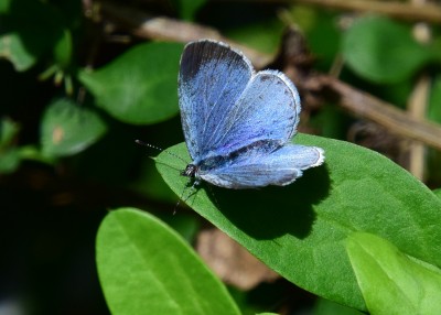 Holly Blue female - Coverdale 13.05.2022