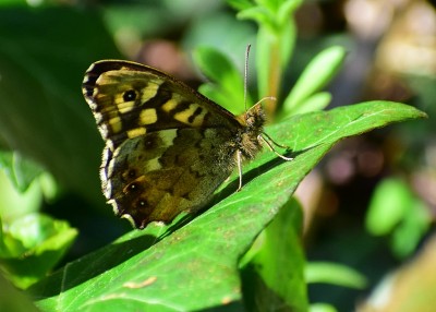 Speckled Wood male - Coverdale 15.04.2020