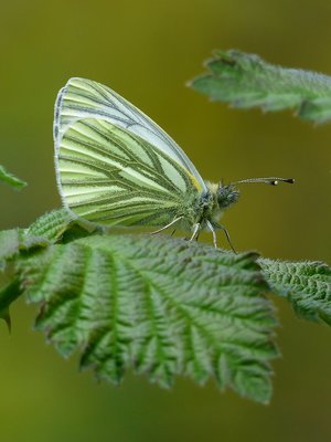 Green-veined White male - Coverdale 15.04.2017