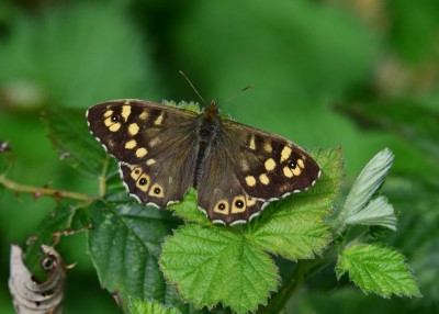 Speckled Wood - Coverdale 01.05.2023