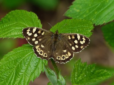 Speckled Wood female - Coverdale 12.05.2019
