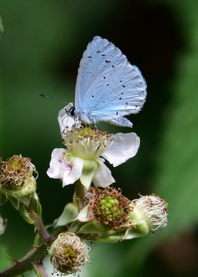 Holly Blue - Coverdale 23.07.2021