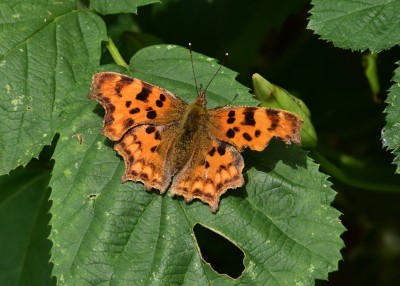 Comma - Wagon Lane 13.07.2024