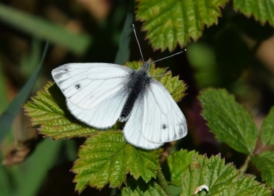 Green-veined White - Langley Hall 23.04.2021