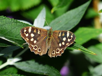 Speckled Wood female - Coverdale 06.10.2017