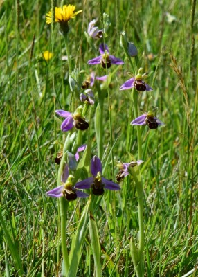 Bee Orchids - Scratchy Bottom 15.06.2021