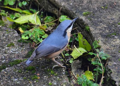 Don't often see Nuthatches on the ground - Coverdale 09.11.2019