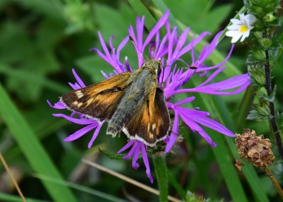 Silver-spotted Skipper male - Old Winchester Hill 30.08.2021