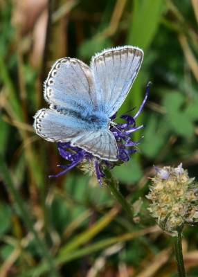 Chalk Hill Blue male - Old Winchester Hill 27.08.2023