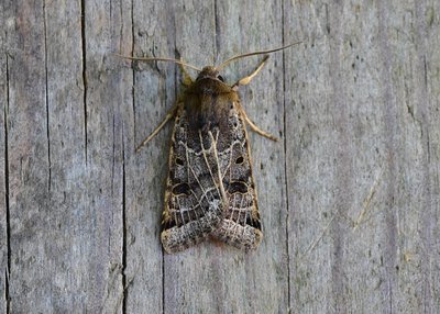 Lunar Underwing - Coverdale 19.09.2019