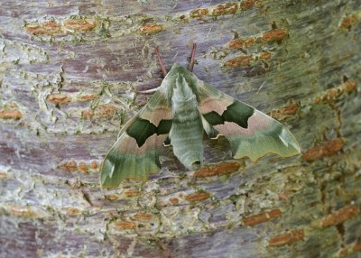 Lime Hawk-moth male - Coverdale 23.06.2024