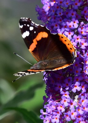 Red Admiral - Coverdale 12.08.2021