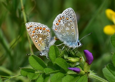 Common Blue pair - Blythe Valley 01.06.2019