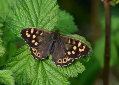 Speckled Wood - Coverdale 28.04.2023