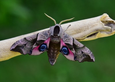 Eyed Hawk-moth - Coverdale 03.06.2023