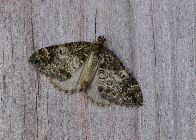 Common Marbled Carpet - Coverdale 19.10.2020