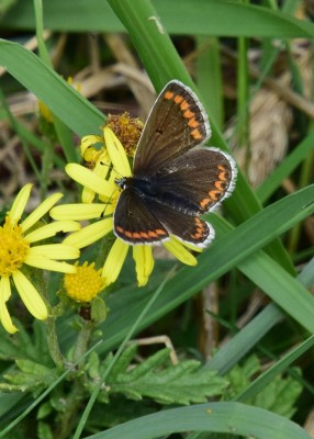 Brown Argus - Durdle Door 04.09.2024