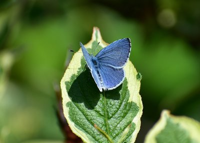 Holly Blue male - Coverdale 11.05.2019