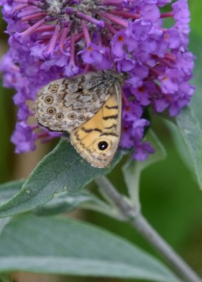 Wall Brown - Lane by B&amp;B 05.08.2024