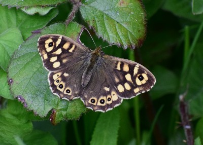 Speckled Wood female - Coverdale 27.04.2020