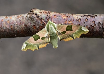 Lime Hawk-moths - Coverdale 19.06.2023