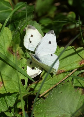 Small Whites - Coverdale 19.07.2020