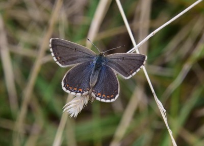 Adonis Blue female - Ballard Dawn 03.09.2024