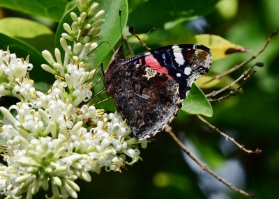 Red Admiral -  Coverdale 13.07.2023