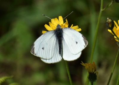 Small White male - Warton Crag 09.06.2019