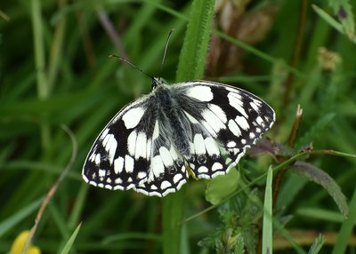 Marbled White - Daneway Banks 26.06.2019