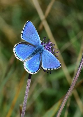 Adonis Blue - Fontmell Down 01.09.2019
