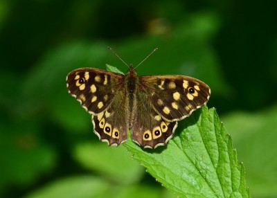 Speckled Wood male - Coverdale 06.05.2022