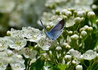Holly Blue female - Coverdale 11.05.2019