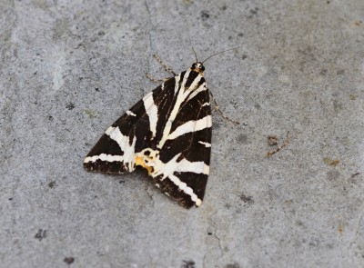 Jersey Tiger Moth - Bosham 31.08.2021