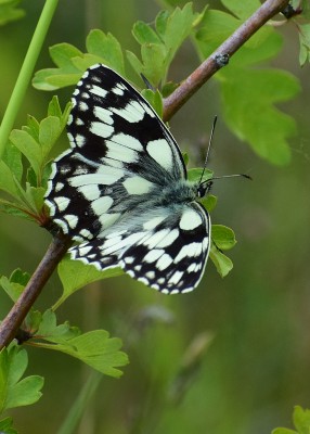 Marbled White - Bishops Hill 09.06.2020