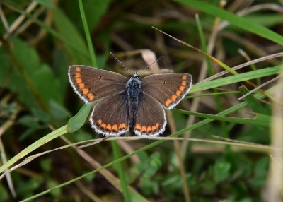 Brown Argus - Ballard Dawn 03.09.2024