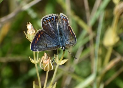 Common Blue female - Aston Rowant 29.07.2019