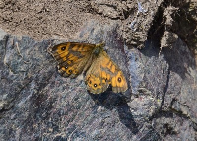 Wall Brown - Lizard Village 06.08.2024