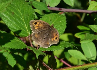 A nice Meadow Brown female - Snitterfield 17.07.2024