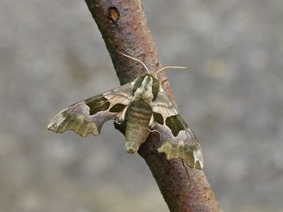 Lime Hawk Moth 15.05.2018. The first adult to my trap although I did raise one in 2017 from a larva.