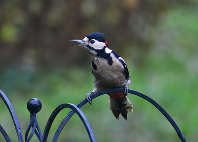 Great Spotted Woodpecker - Coverdale 09.11.2019