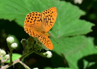 Silver-washed Fritillary - Snitterfield Bushes 22.06.2020
