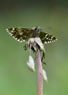 Grizzled Skipper - Old Winchester Hill 13.05.2023