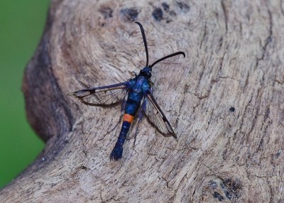 Red-belted Clearwing - Coverdale 12.07.2020