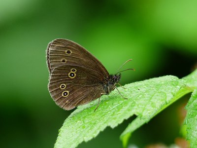 Ringlet - Fermyn 15.07.2015